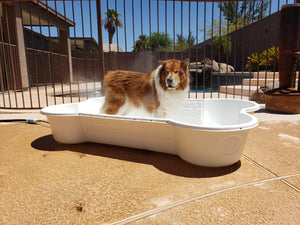 Gidget in Misting Bone Pool by OneDogOneBone 